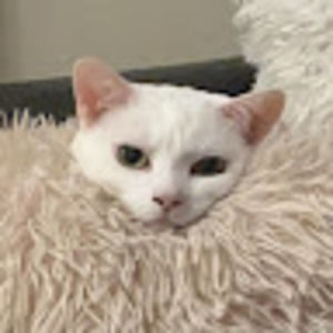 Meet your Posher, Brook